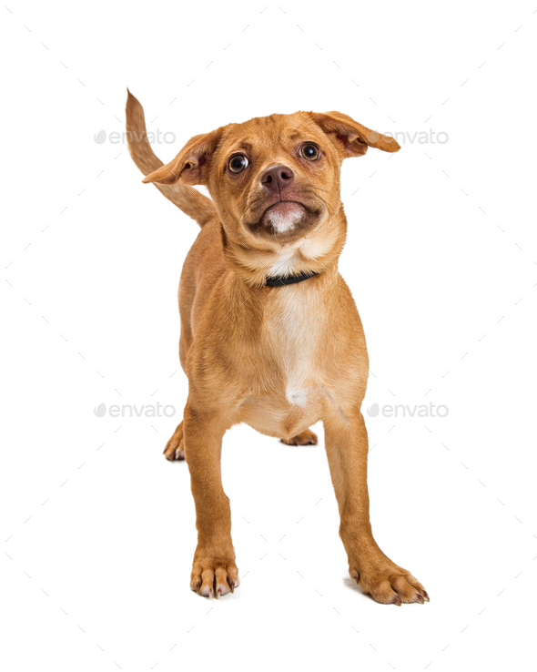 Cute Mixed Small Breed Tan Color Dog Stock Photo by GoodFocused | PhotoDune